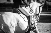 Intimo – Hongre Lipizzan 7 ans, 1m61, dressage & CCE