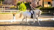 Intimo – Hongre Lipizzan 7 ans, 1m61, dressage & CCE