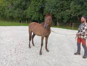 Poulain 1,5 ans lusitanien x espagnol