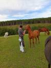Poulain PRE 6 mois bai pearl