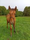Poulain PRE 6 mois bai pearl