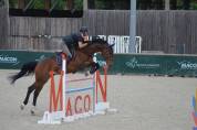 CHEVAL DE CSO 15 ANS