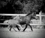 Poulain type shetland robe magnifique 