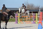 CHEVAL DE CSO 12 ANS