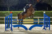 Jument de 13 ans passage cheval ou concours amateur