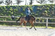 A vendre - Jument Pur-Sang de 13 ans