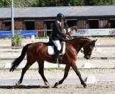  À VENDRE – JUMENT DE SPORT 4 ans 