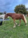 Poulain demi trait crin lavé robuste avec du ressort