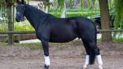 Hongre de 11 ans , Negro X Sandro hit 