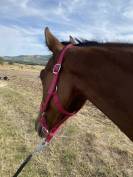 Poulain 