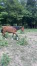 Poulain 