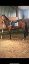 Pablo - entier kwpn de 5 ans