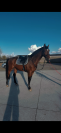 Pablo - entier kwpn de 5 ans
