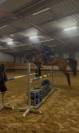 Pablo - entier kwpn de 5 ans