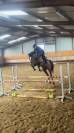 Pablo - entier kwpn de 5 ans