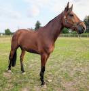 Cheval à vendre - très bel hongre TF de 5 ans