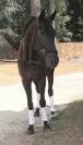 Cheval top origine dressage