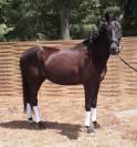 Cheval top origine dressage