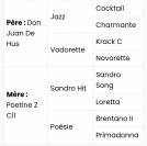 Cheval hongre noir dressage