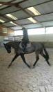 Cheval hongre noir dressage