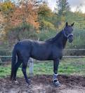 Cheval hongre noir dressage