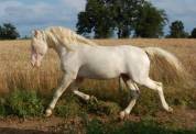 Poulain champagne 50% lusitanien 