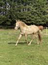 Poulain champagne 50% lusitanien 