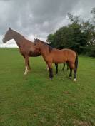 Intero New Forest In vendita 2023 Baio ,  ROB ROY DU GARON