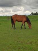 Intero New Forest In vendita 2023 Baio ,  ROB ROY DU GARON