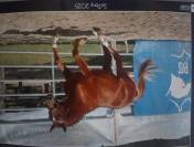 Male PFS 2 ans par Jogry d'odival 