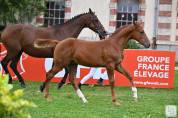 Foal alezan SF
