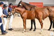 Foal alezan SF