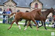 Foal alezan SF