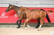 Foal alezan SF