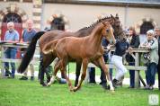 Foal alezan SF