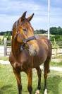 Trotteur de 3 ans 