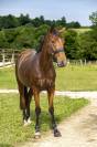 Trotteur de 3 ans 