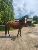 Jument 5 ans 168 cm sans faute 120/125 cm
