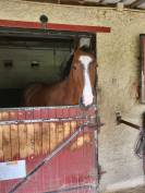 Jument 5 ans 168 cm sans faute 120/125 cm