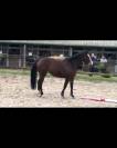 Jument 5 ans 168 cm sans faute 120/125 cm