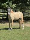 1/3 pension dressage