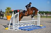 Caballo castrado sBs Caballo de Deporte Belga En venta 2021 Bayo