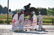 Caballo castrado sBs Caballo de Deporte Belga En venta 2021 Bayo