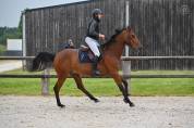 Caballo castrado sBs Caballo de Deporte Belga En venta 2021 Bayo