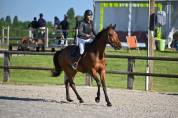 Caballo castrado sBs Caballo de Deporte Belga En venta 2021 Bayo