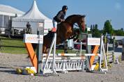 Caballo castrado sBs Caballo de Deporte Belga En venta 2021 Bayo