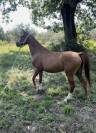 Cavalla Quarab