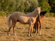 Connemara palomino 