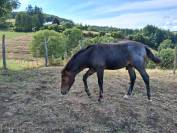 Poulain NF Rouan