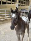 Magnifique Poulain SBS Appaloosa